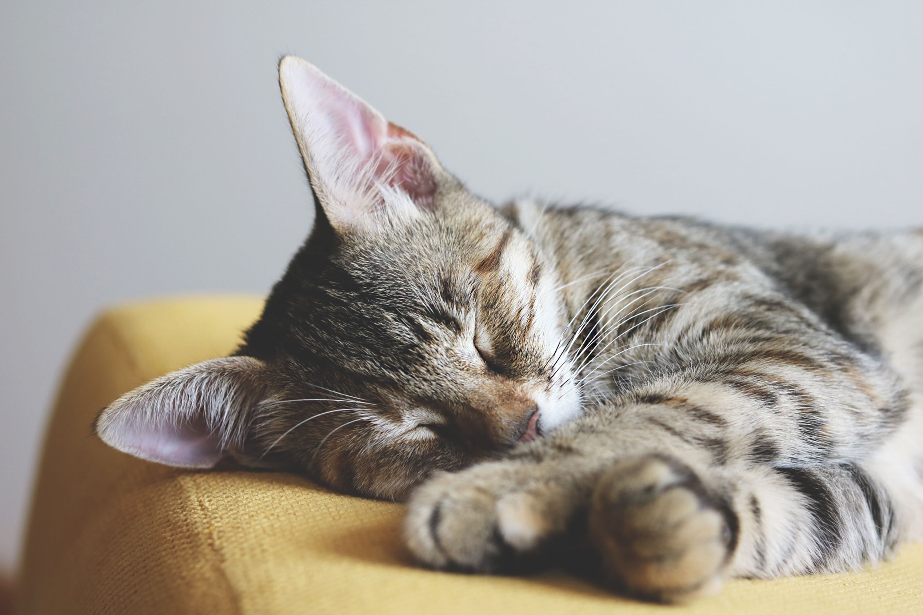 Imóvel pet friendly em Blumenau: o que a lei diz, o que avaliar antes de assinar e como encontrar o imóvel certo para você e seu animal